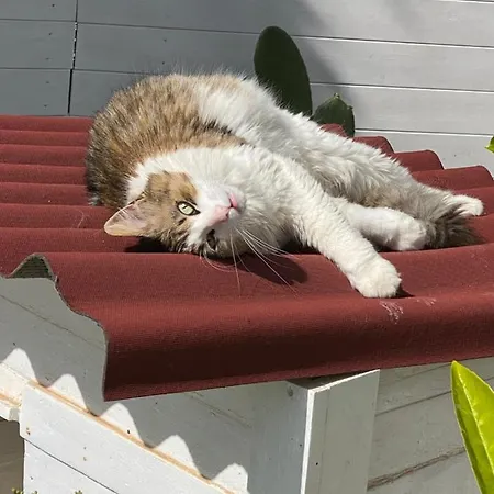 La Casa Di Nina 4* ليتشي