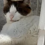 La Casa Di Nina Oda ve Kahvaltı 4*